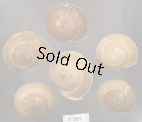 画像1: ヒメオニコマ SALE! (1)