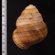 クリスジゴシキマイマイ Helicostyla daphnisfig.2