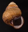 クリスジゴシキマイマイ Helicostyla daphnisfig.1