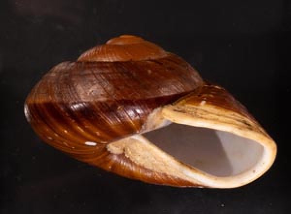 ダイオウマイマイ Ryssota otaheitanafig.1