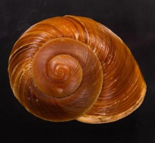 貝　まとめ売り ポケモン未開封BOX買取告知更新しました！#ポケモンカード #買取