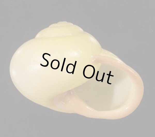 画像2: キイロオマツリマイマイ (2)