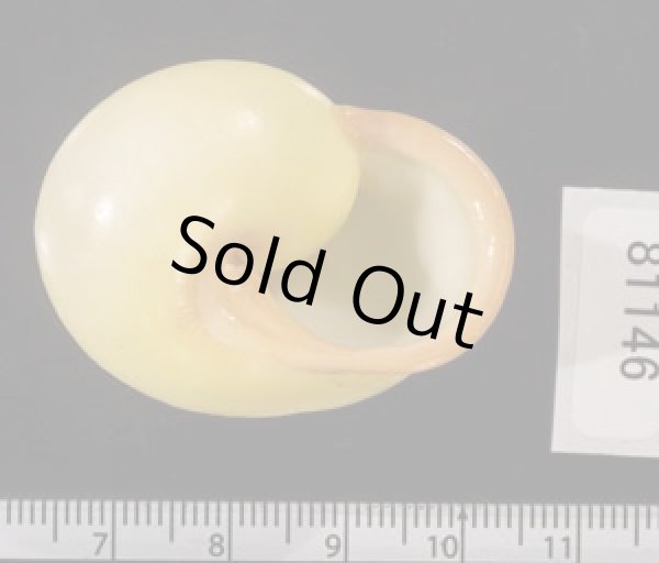 画像3: キイロオマツリマイマイ (3)