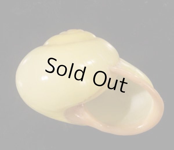 画像2: キイロオマツリマイマイ (2)