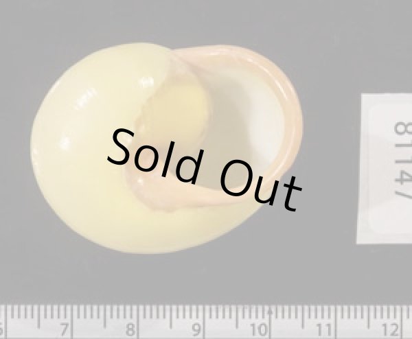 画像3: キイロオマツリマイマイ (3)