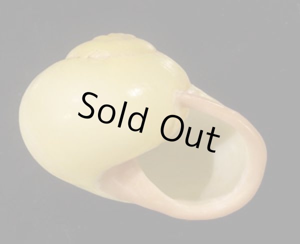 画像2: キイロオマツリマイマイ (2)