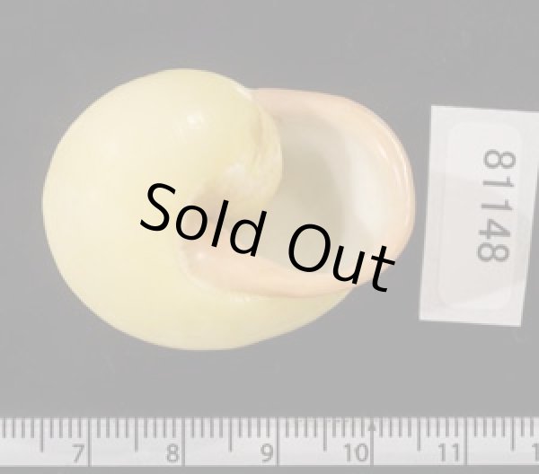 画像3: キイロオマツリマイマイ (3)