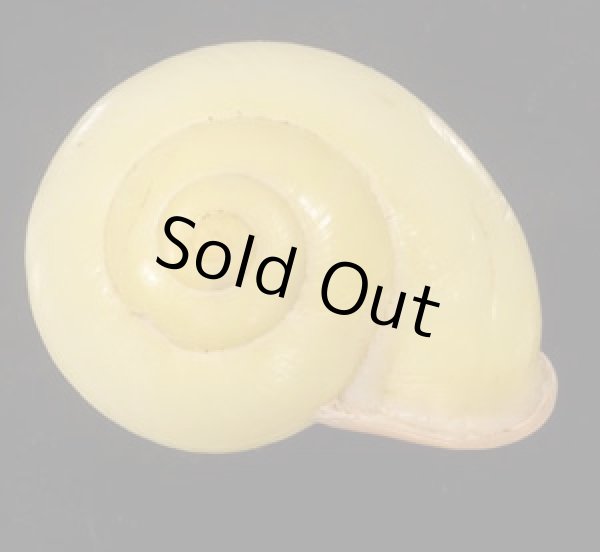 画像1: キイロオマツリマイマイ (1)