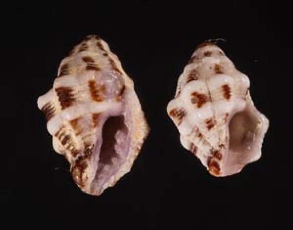 コムラサキレイシダマシ Habromorula biconicafig.1