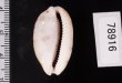 アリスンエダカラ Blasicrura teres alisonaefig.2