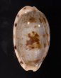 アリスンエダカラ Blasicrura teres alisonaefig.1