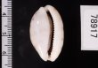 アリスンエダカラ Blasicrura teres alisonaefig.2