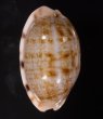 アリスンエダカラ Blasicrura teres alisonaefig.1