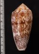 カトレアミナシ Conus floccatusfig.2