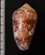 カトレアミナシ Conus floccatusfig.2