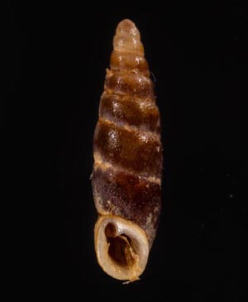 ブントクギセル Hemiphaedusa wenderifig.1