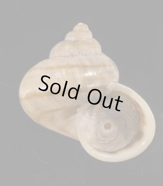 画像1: スジシマヤマタマキビ (仮称) (1)