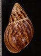 エドワードベニアフリカマイマイ(カメルーン) Archachatina marginata eduardifig.2