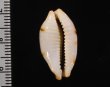 クラビコラスソヨツメダカラ (仮称) Bistolida stolida clavicolafig.2