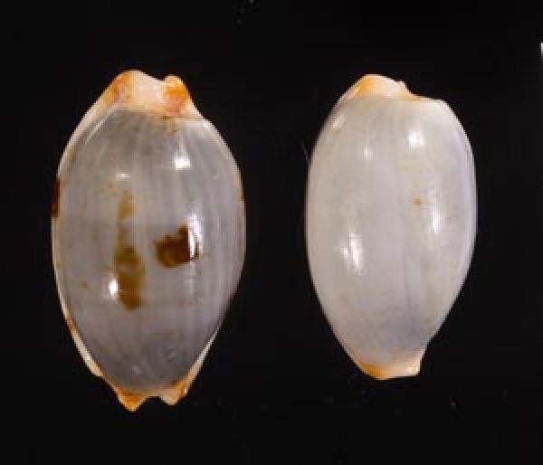 クラビコラスソヨツメダカラ (仮称) Bistolida stolida clavicolafig.1