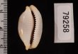 クラビコラスソヨツメダカラ (仮称) Bistolida stolida clavicolafig.2