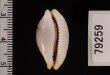 クラビコラスソヨツメダカラ (仮称) Bistolida stolida clavicolafig.2