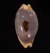 クラビコラスソヨツメダカラ (仮称) Bistolida stolida clavicolafig.1