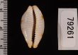 クラビコラスソヨツメダカラ (仮称) Bistolida stolida clavicolafig.2