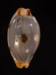 クラビコラスソヨツメダカラ (仮称) Bistolida stolida clavicolafig.1