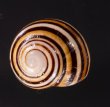 ハナヤカコダママイマイ (Frank Pais) Polymita  muscarum splendidafig.1