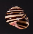 ハナヤカコダママイマイ (Frank Pais) Polymita  muscarum splendidafig.2