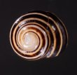 ハナヤカコダママイマイ (Frank Pais) Polymita  muscarum splendidafig.1