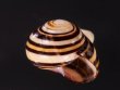 ハナヤカコダママイマイ (Frank Pais) Polymita  muscarum splendidafig.2