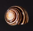 ハナヤカコダママイマイ (Frank Pais) Polymita  muscarum splendidafig.1