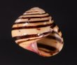 ハナヤカコダママイマイ (Frank Pais) Polymita  muscarum splendidafig.2