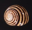 ハナヤカコダママイマイ (Frank Pais) Polymita  muscarum splendidafig.1