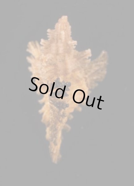 画像3: コガンゼキ (3)