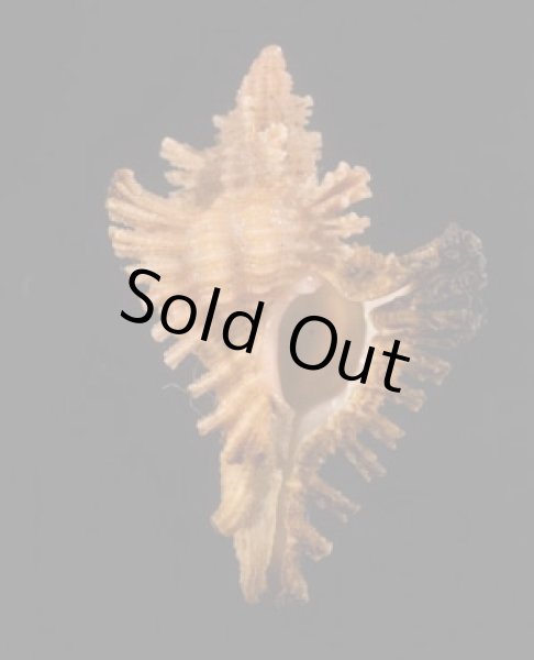 画像1: コガンゼキ (1)