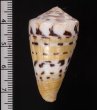 メリナスイタチイモ (仮称) Conus mustelinus melinusfig.2