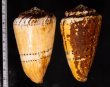 イタチイモ Conus mustelinusfig.2