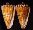 イタチイモ Conus mustelinusfig.1