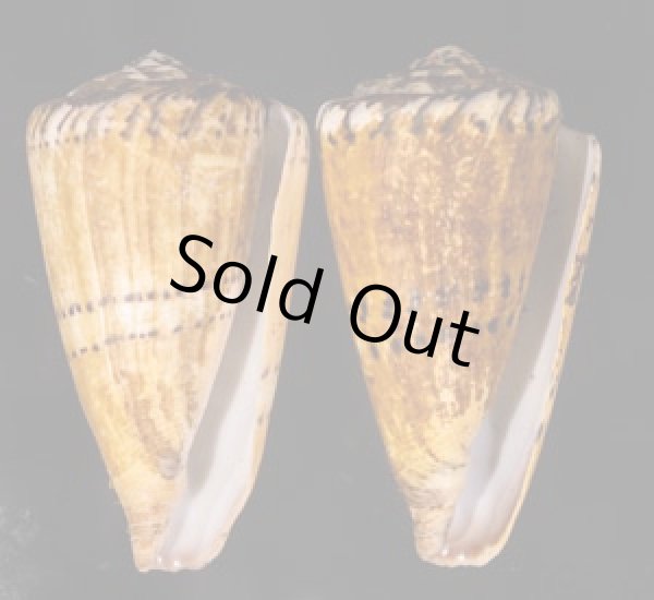 イタチイモ Conus mustelinusfig.1