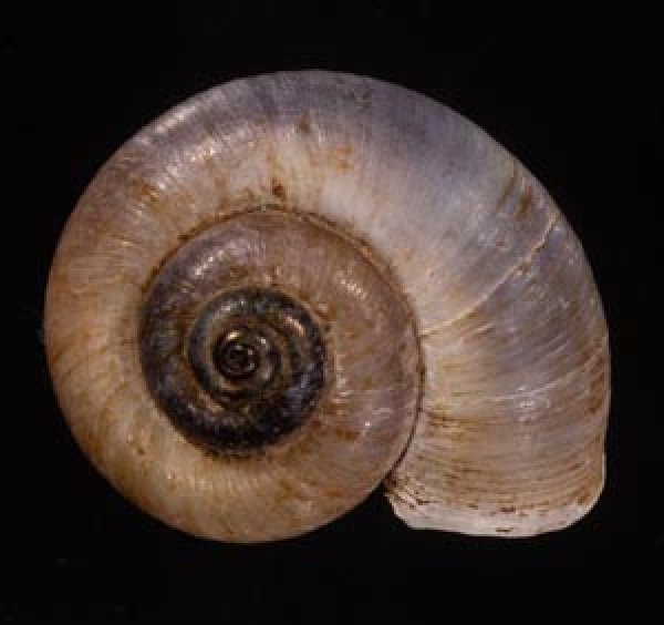 アシフォンエントツアツブタ (仮称) Rhiostoma cf.asiphonfig.1