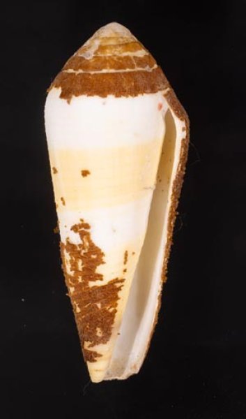 イトマキイモ Conus terebrafig.1