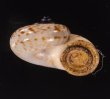 スリランカアツブタガイ Aulopoma itieriifig.2