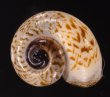 スリランカアツブタガイ Aulopoma itieriifig.1