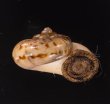 スリランカアツブタガイ Aulopoma itieriifig.2