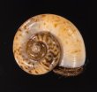 スリランカアツブタガイ Aulopoma itieriifig.1