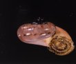 スリランカアツブタガイ Aulopoma itieriifig.2