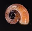 スリランカアツブタガイ Aulopoma itieriifig.1